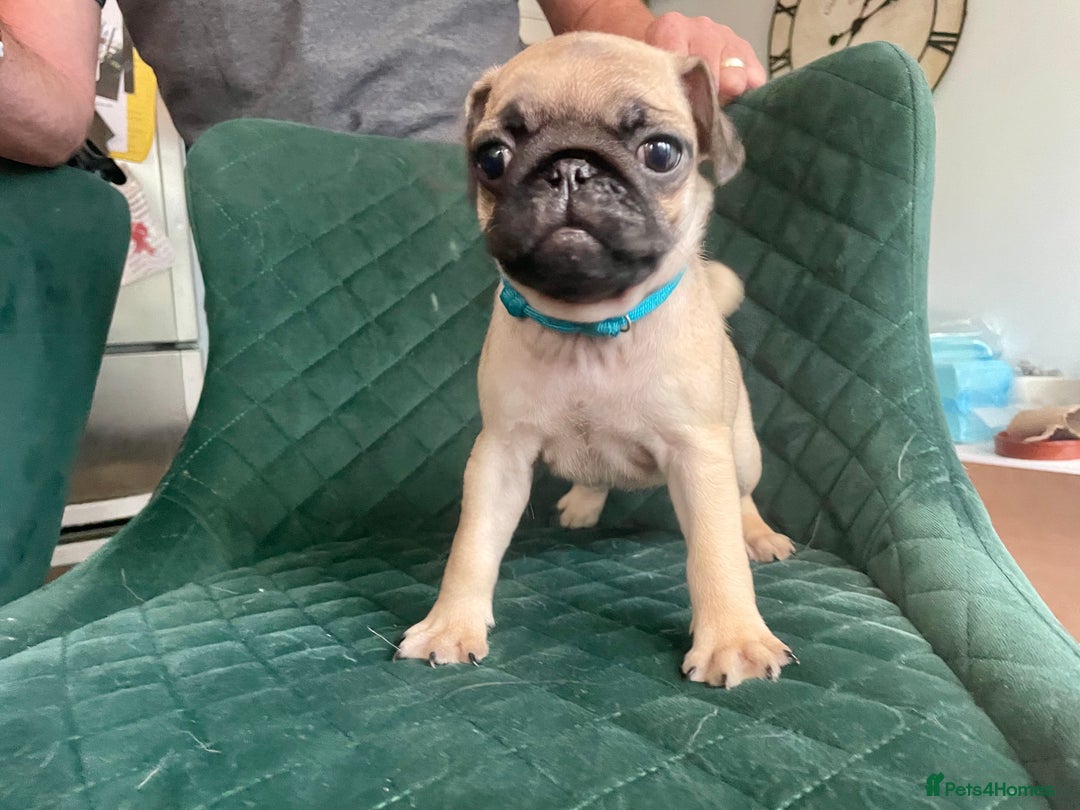 Pug dogs for sale: Stunning Fawn Pug KC Registered Litter - Image 22