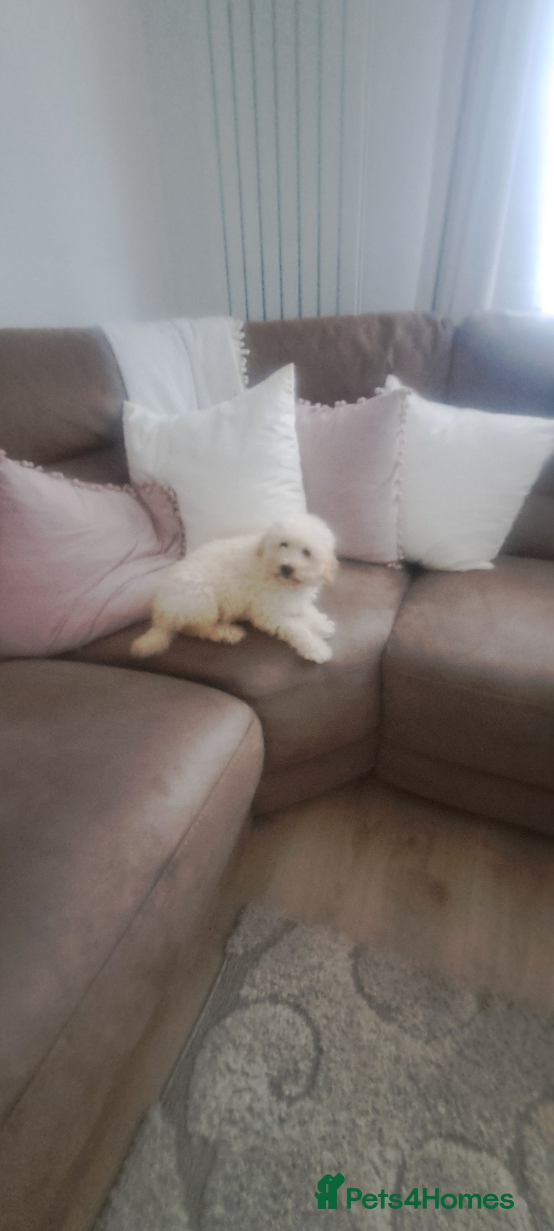 Toy Poodle dogs for sale: Toy male poodle - Advert 2