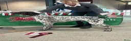 German Shorthaired Pointer dogs for sale: German shorthair pointer puppies - Advert 9