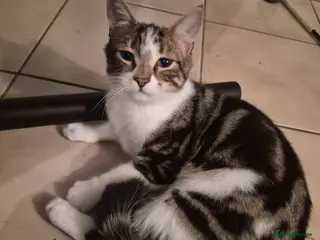 Mixed Breed cats 7 month old kitten looking for home - Advert 2