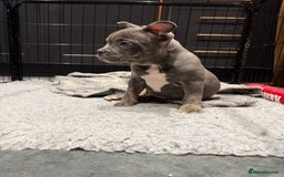 Mixed Breed dogs for sale: French staffy - Advert 4