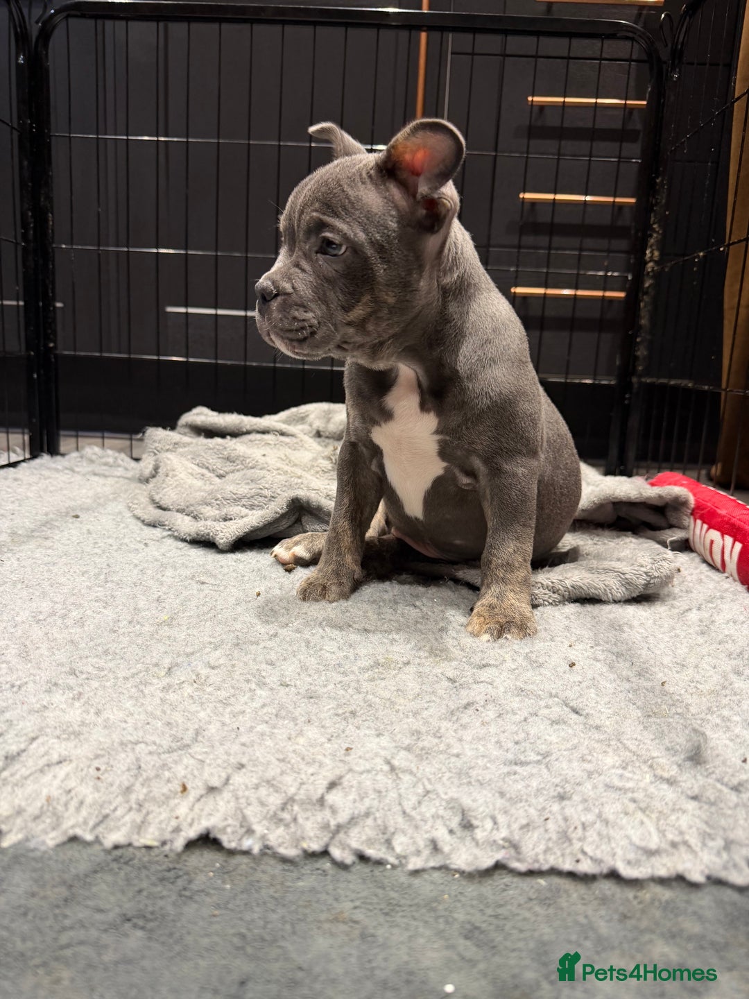 Mixed Breed dogs for sale: French staffy - Advert 4