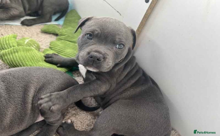 Staffordshire Bull Terrier dogs - Advert 5