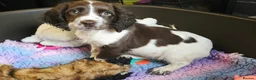 English Springer Spaniel dogs for sale: Outstanding Home Reared KC 5 ⭐️ Vetted Ready now  - Advert 24