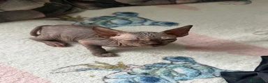 Sphynx Kitten 2