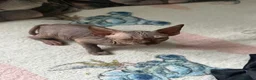 Sphynx cats for sale: Sphynx kittens  - Advert 8