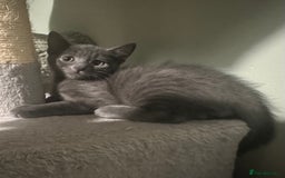 Domestic Shorthair cats for sale: Cute kittens in Dagenham - Image 36