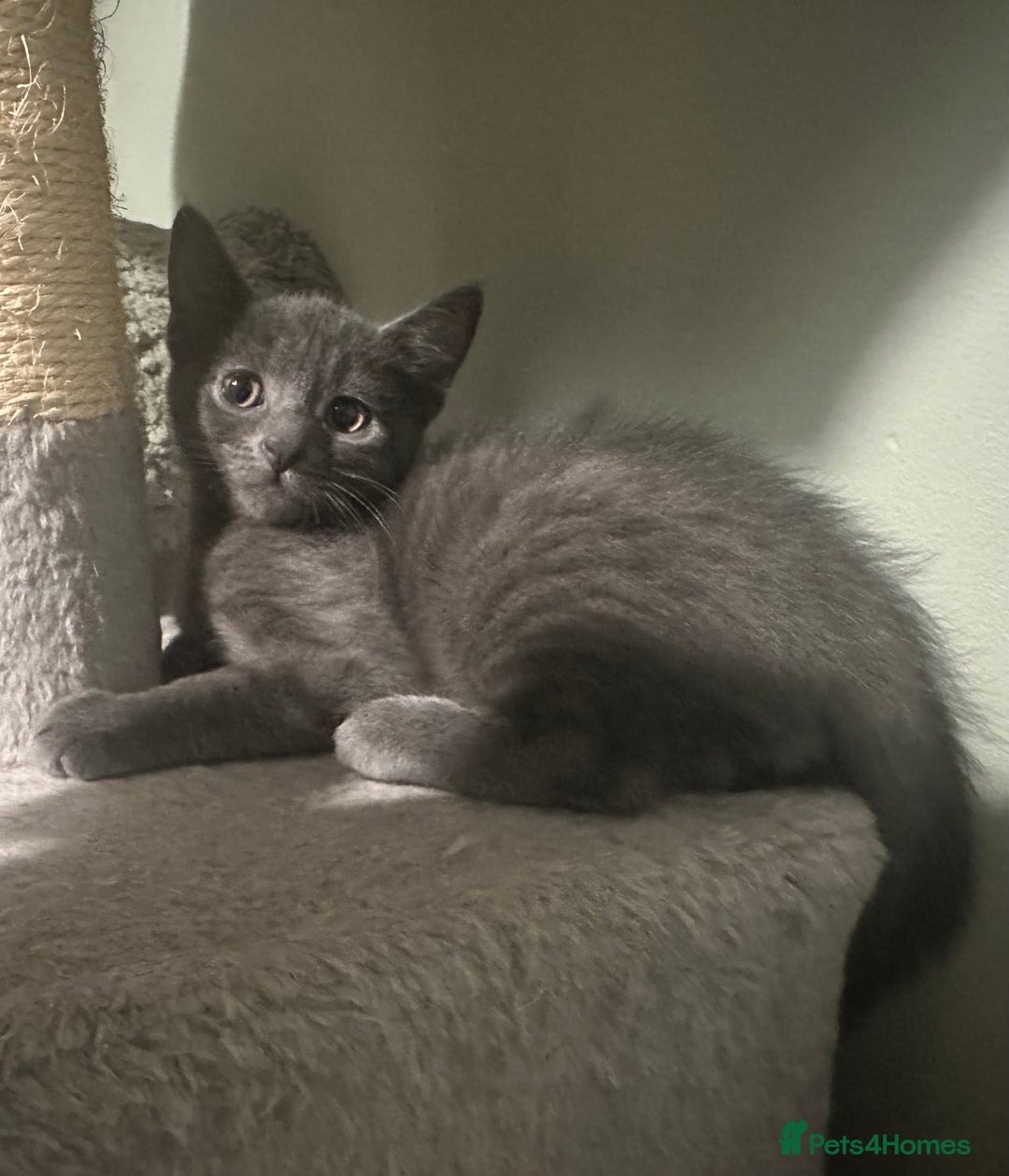 Domestic Shorthair cats for sale: Cute kittens in Dagenham - Image 36