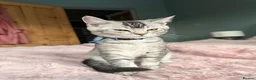 British Shorthair cats for sale: Unusual litter of British Shorthair Kittens  - Advert 5