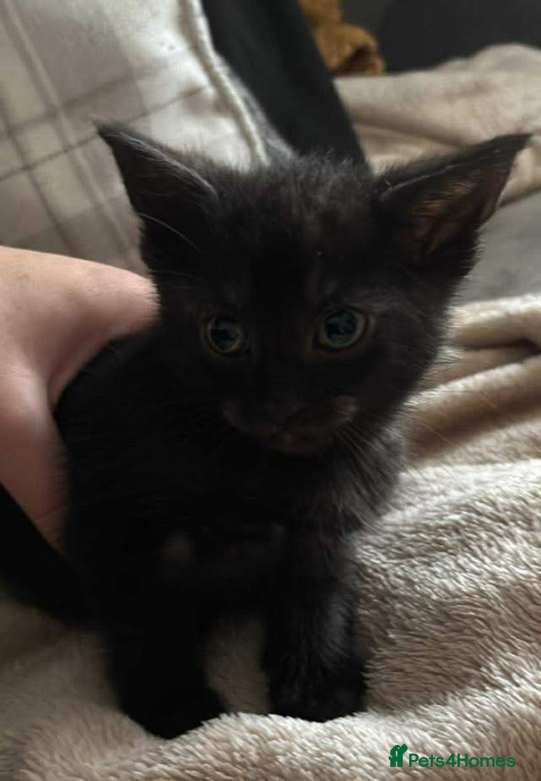 Mixed Breed cats for sale: 4 kittens looking for new homes - Advert 2
