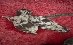 Chihuahua dogs for sale: Chocolate Merle Longhair Chihuahua,1boy 1girl left - Image 2