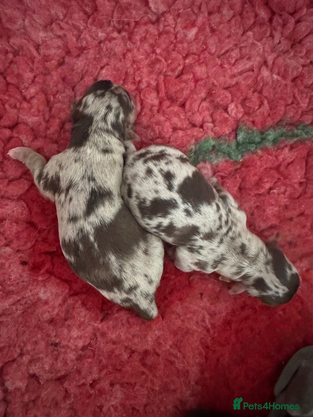 Chihuahua dogs for sale: Chocolate Merle Longhair Chihuahua,1boy 1girl left - Image 2