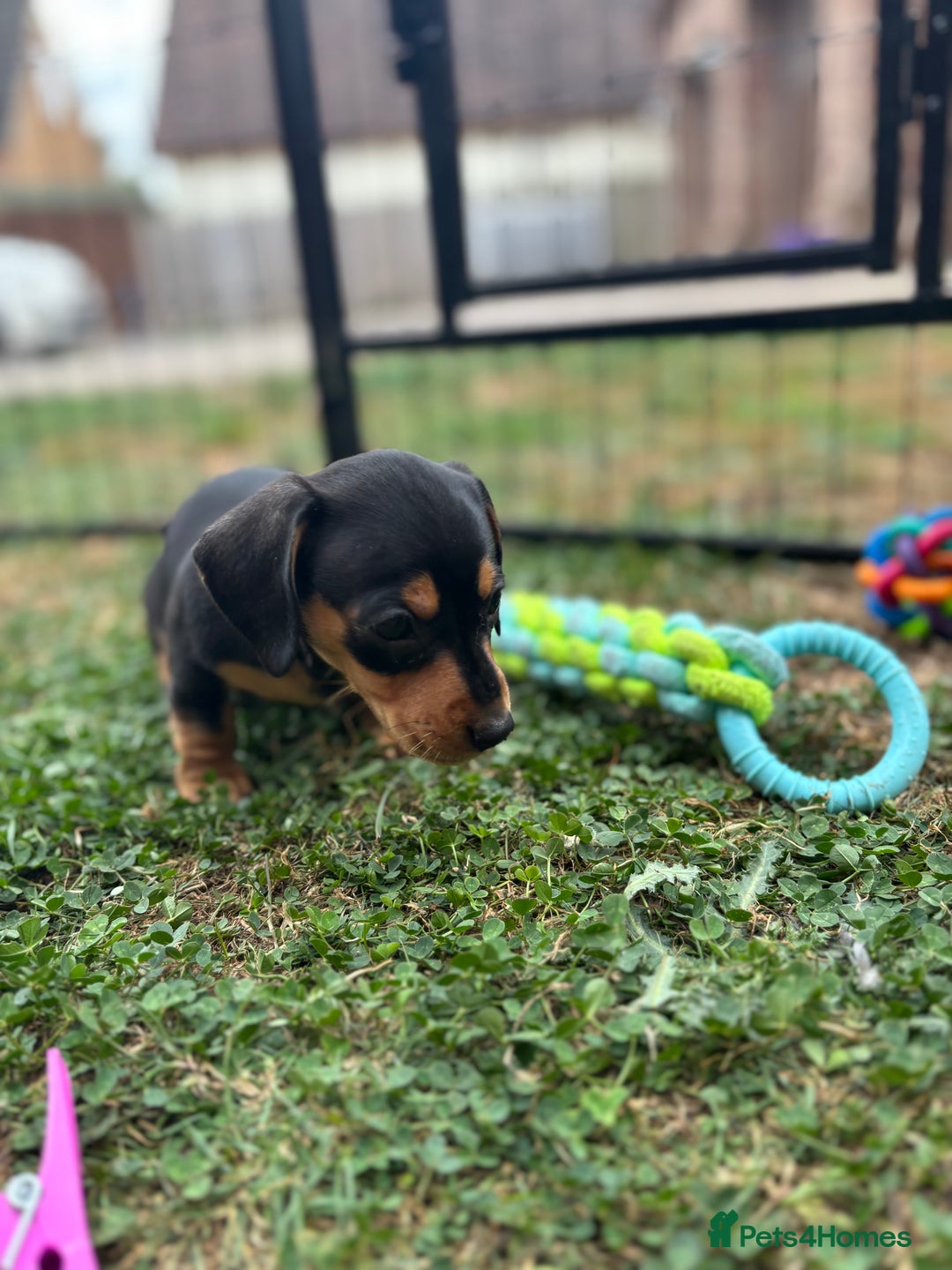 Miniature Dachshund dogs for sale: Miniature dachshund puppies  - Image 10