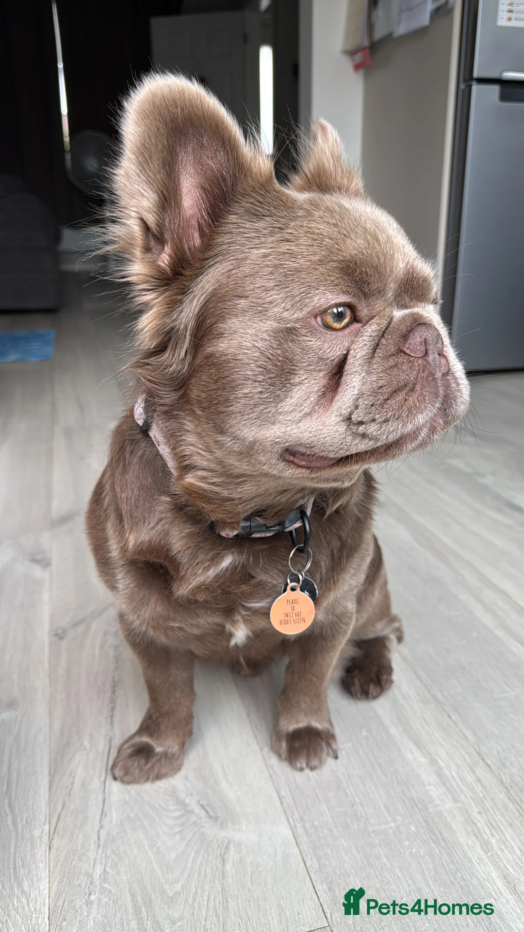 French Bulldog dogs for stud: *STUD* KC NEW SHADE ISABELLE FLUFFY FRENCH BULLDOG in Tonbridge - Advert 20