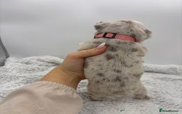 English Bulldog dogs for sale: 10 British Bulldog puppies 🐶  - Image 25