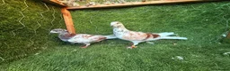 Pigeons birds for sale: Beautiful Vaccinated Pigeons – Quick Sale £20 - Advert 8