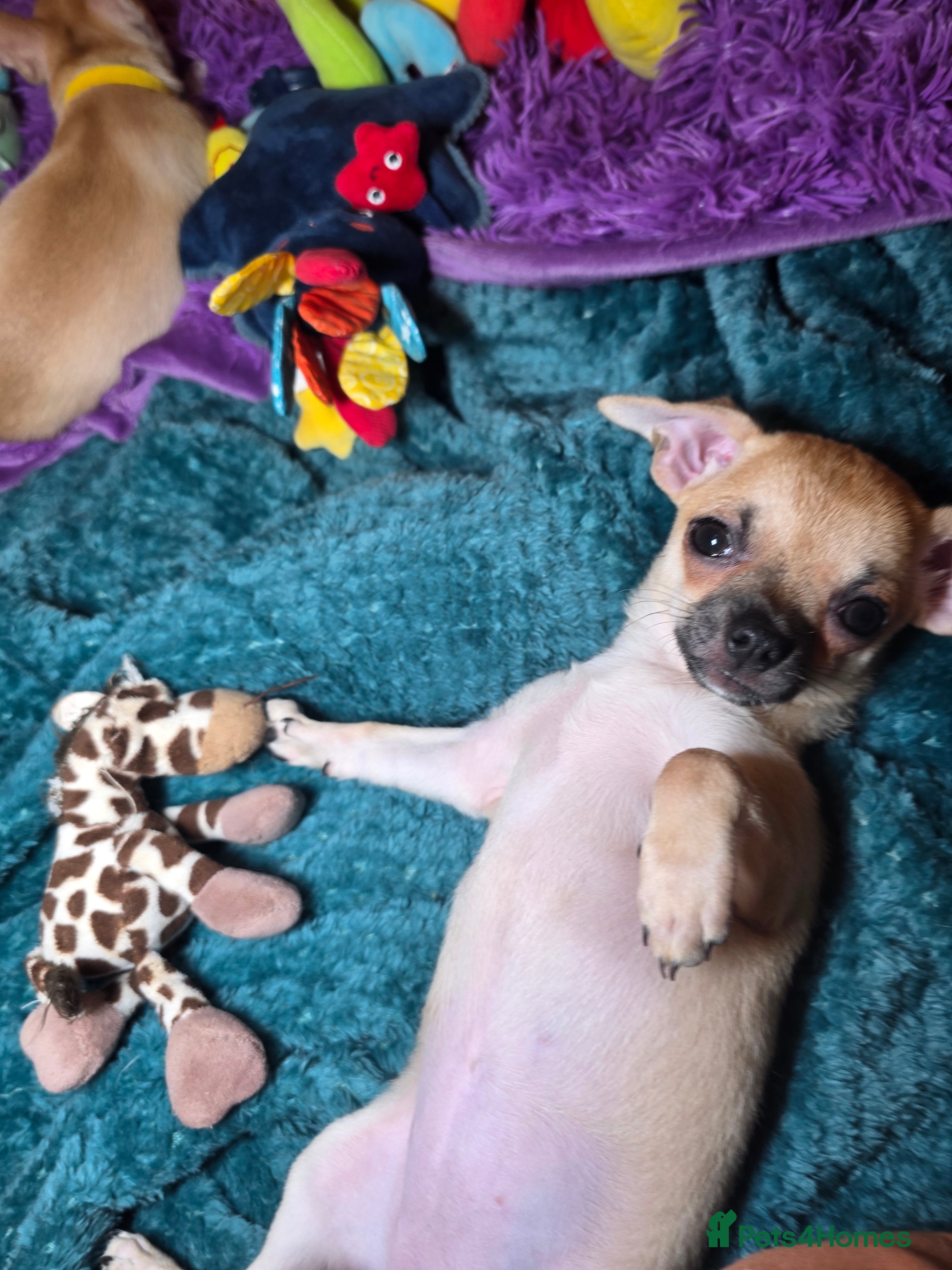 Chihuahua dogs Chihuahua Puppies READY TO GO  - Advert 2