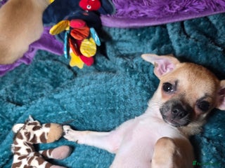 Chihuahua dogs Chihuahua Puppies READY TO GO - Advert 2