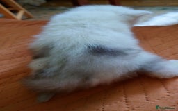 Persian cats for sale: Persian Chinchilla doll face in London - Image 3