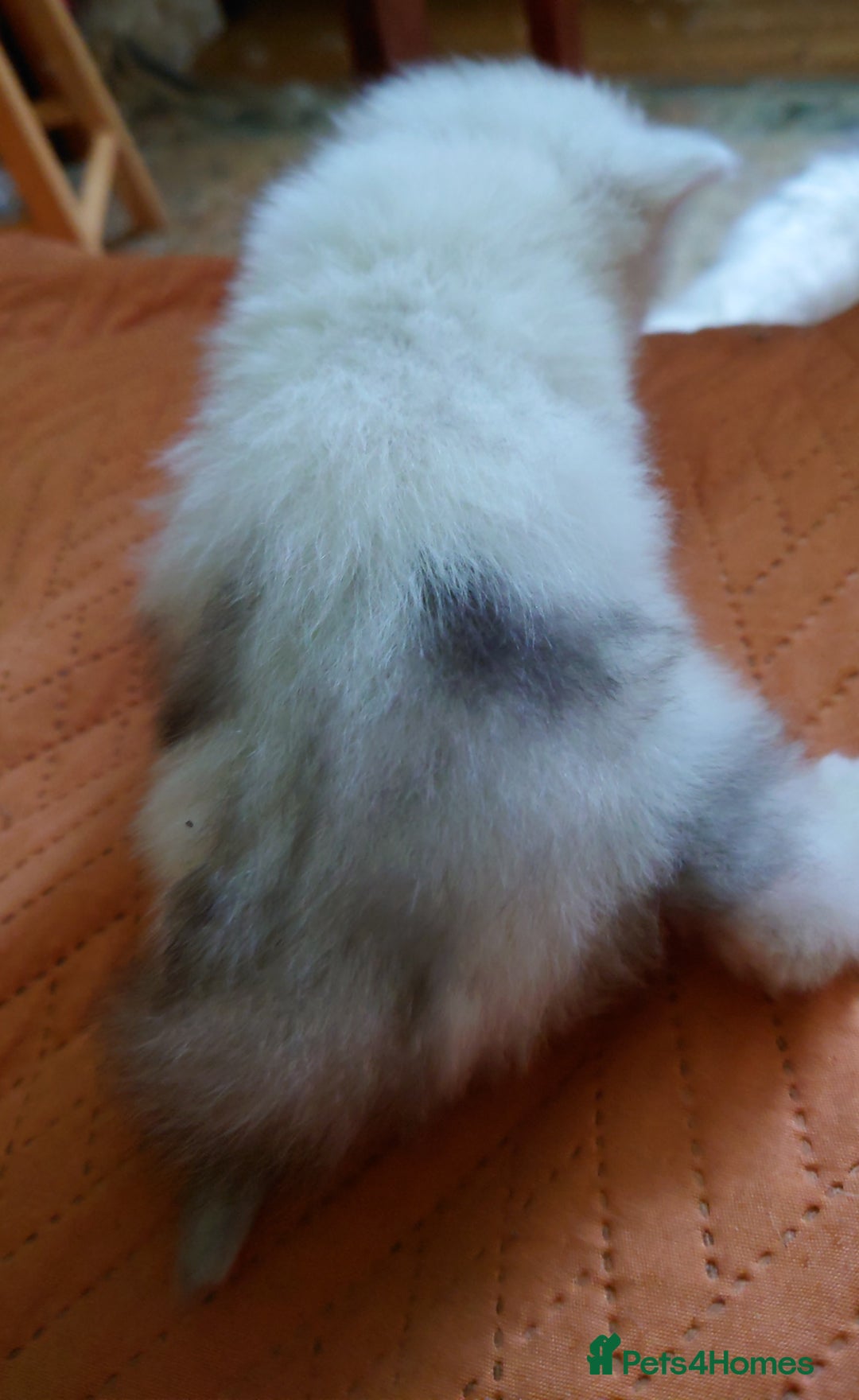 Persian cats for sale: Persian Chinchilla doll face in London - Image 3