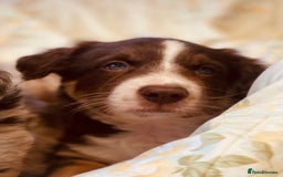 Border Collie dogs for sale: Border collie puppies  - Image 4