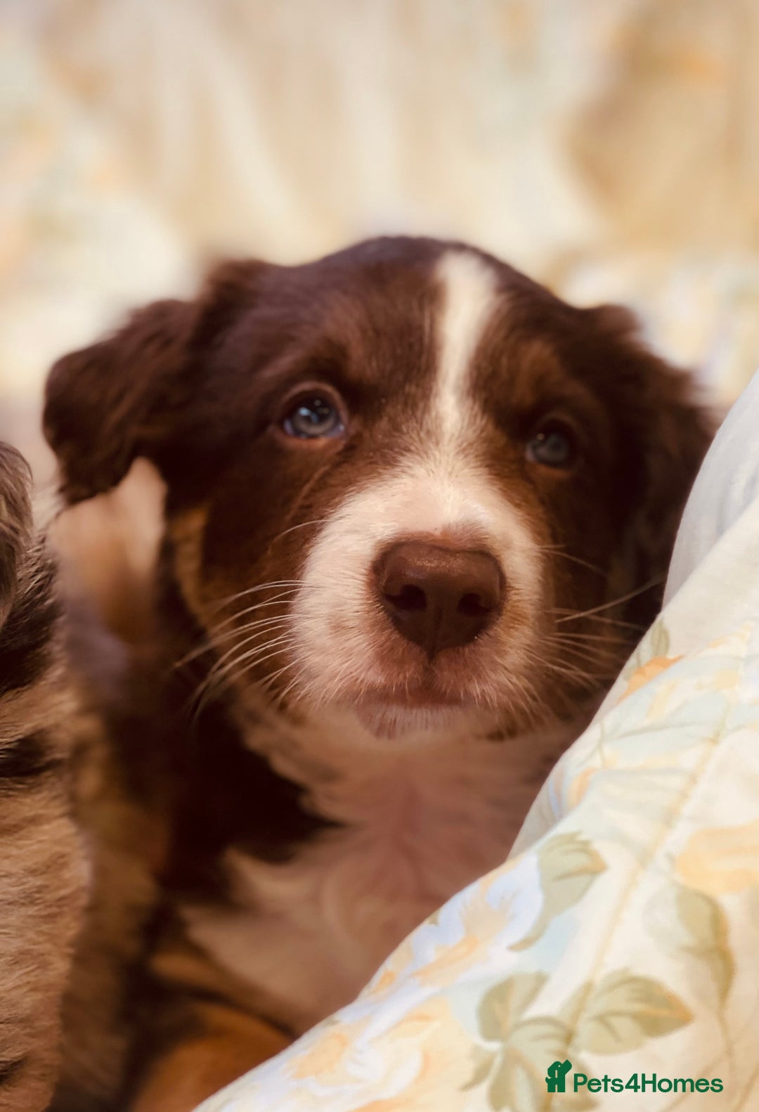Border Collie dogs for sale: Border collie puppies  - Image 4
