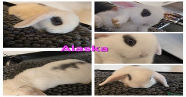 Mini Lop rabbits - Advert 3