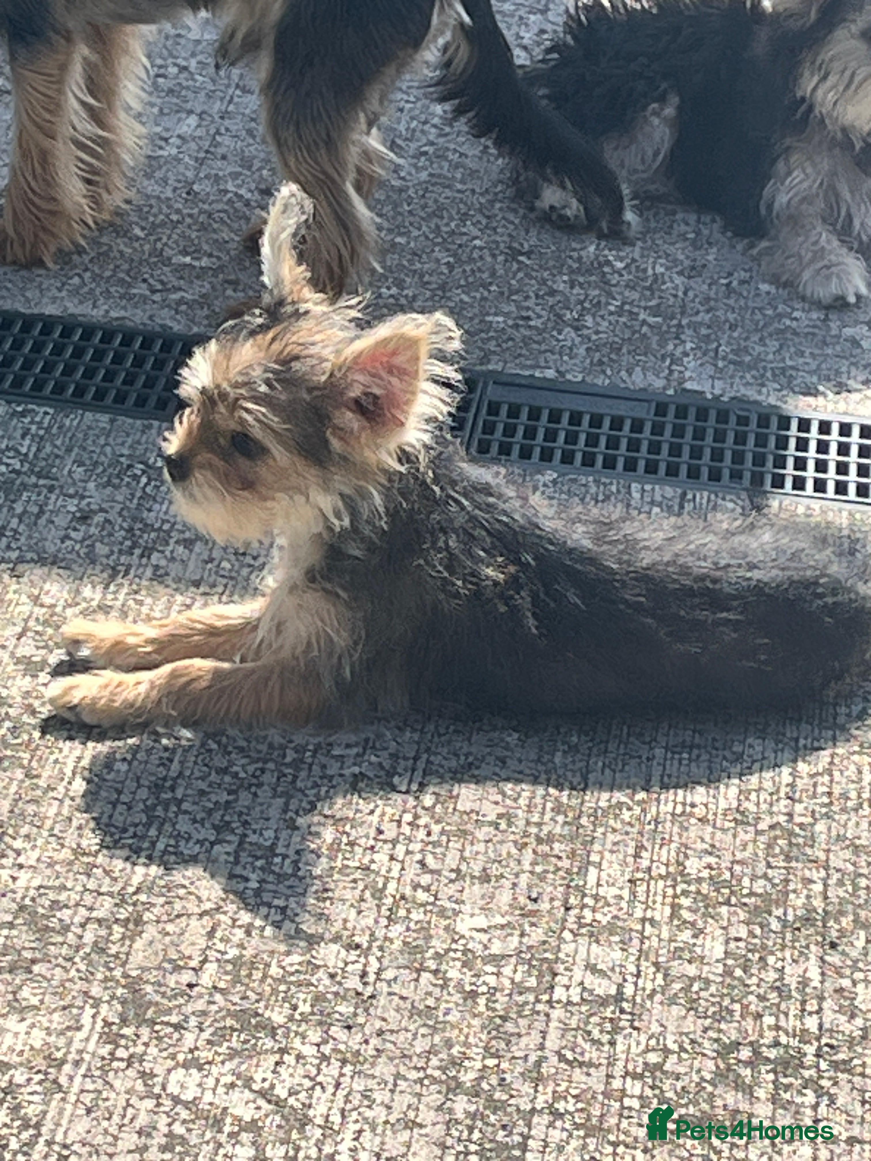 Mixed Breed dogs 🐾 Beautiful Yorkshire Terrier Puppies   🐾 - Advert 2