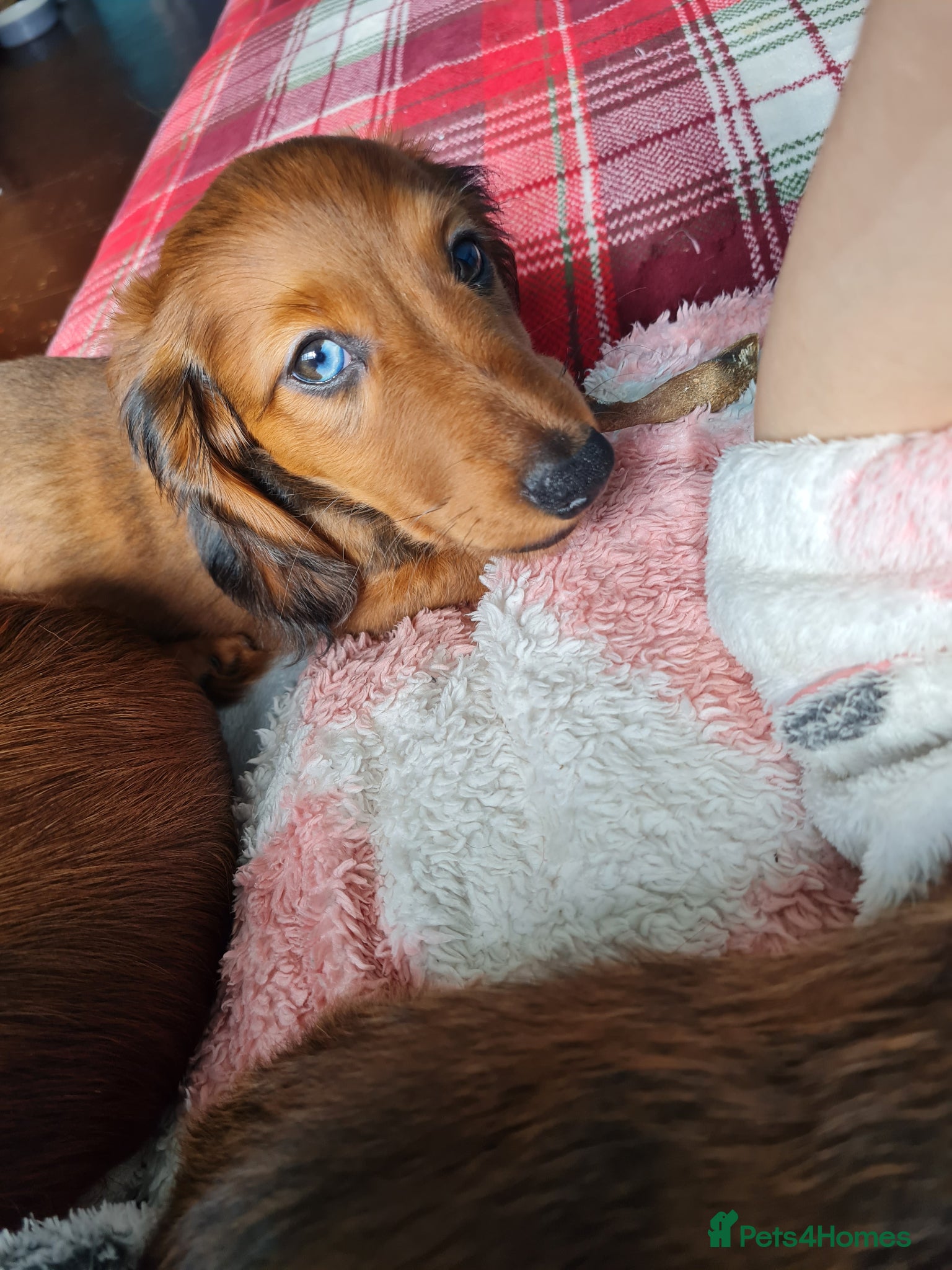 Miniature Dachshund dogs Last two puppies.KC Reg LH CHAMPION  - Advert 2