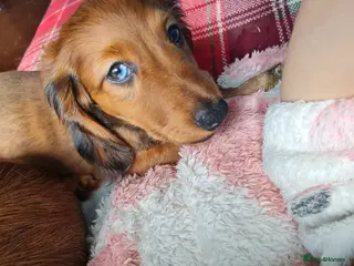 Miniature Dachshund dogs Last two puppies.KC Reg LH CHAMPION - Advert 6