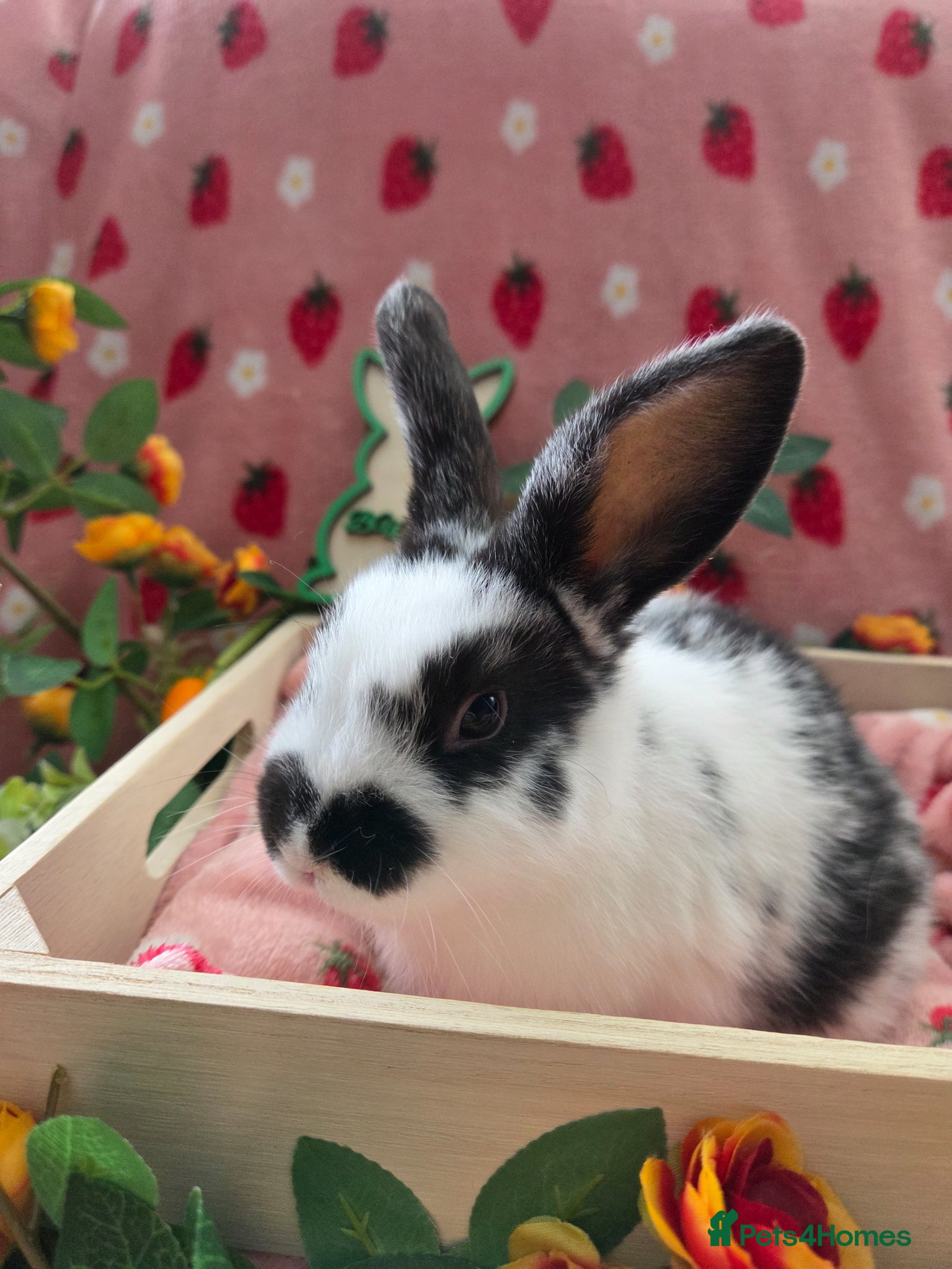 Mini Lop rabbits  butterfly mini lop Last buck🩵 - Advert 1
