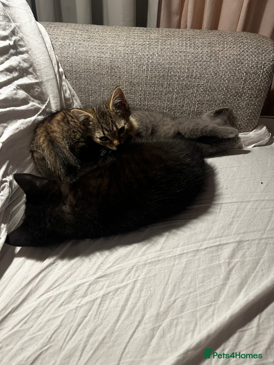 British Shorthair cats for sale: Four little kittens are looking for a loving home. - Advert 2