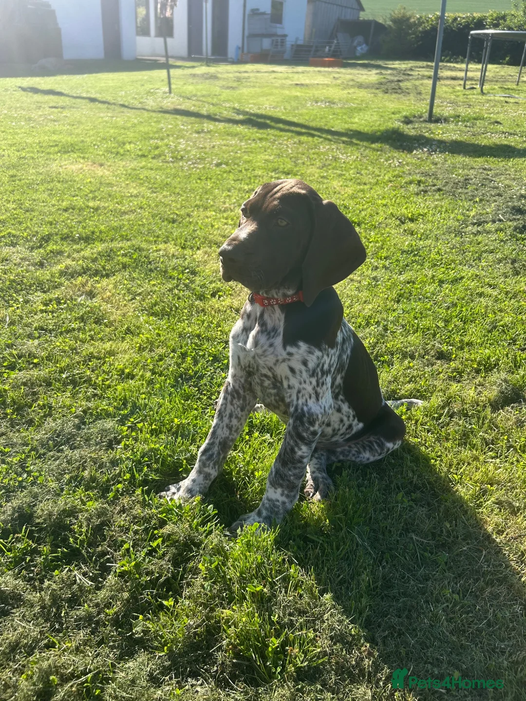 German Shorthaired Pointer dogs for sale: Gamekeeper bred - German Shorthaired Pointer pups - Advert 4