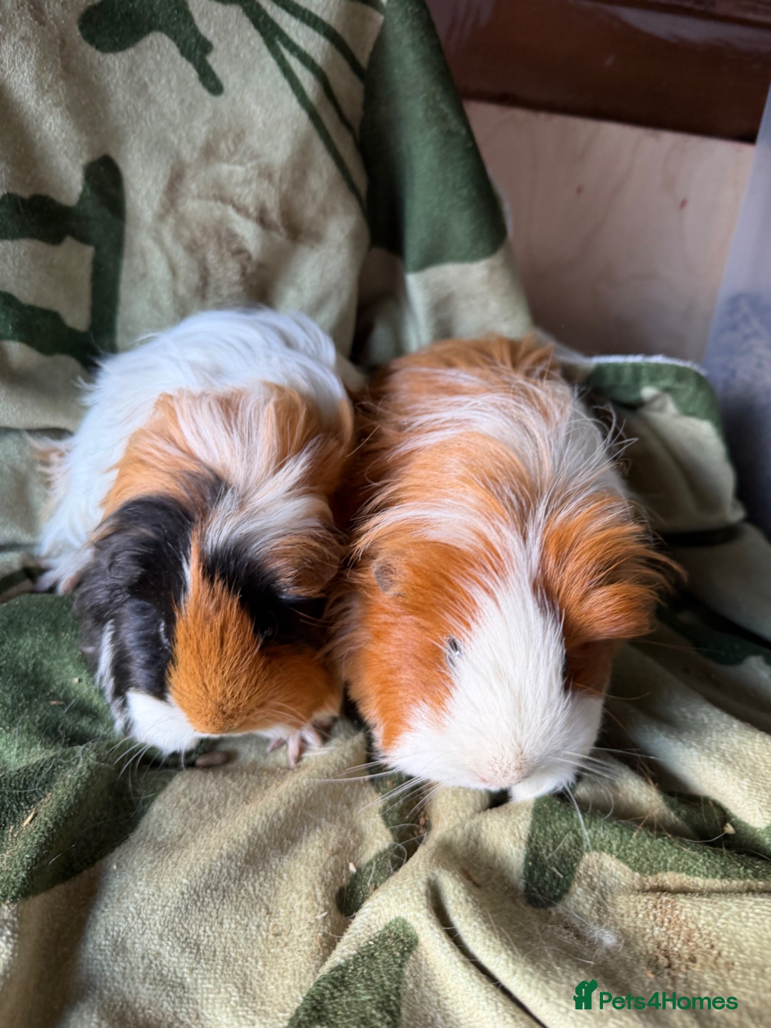 Guinea Pig rodents Baby guinea pigs. Also young sows and boys  - Advert 1