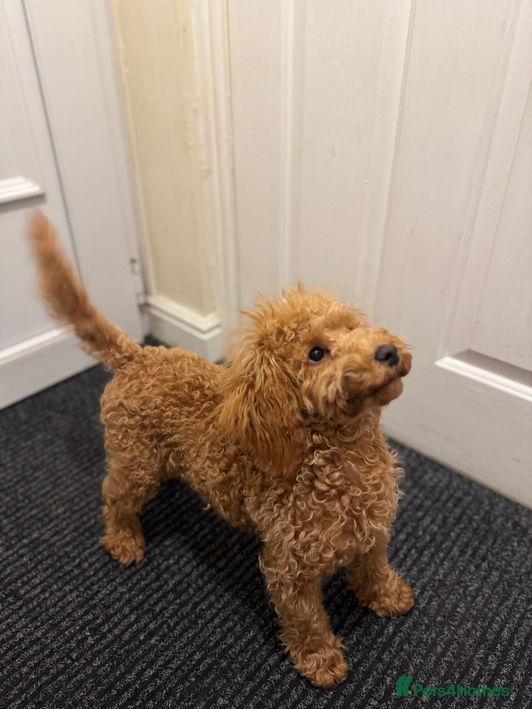 Toy Poodle dogs for sale: 6 month old toy poddle  - Advert 9
