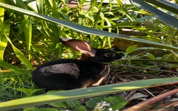 Rex rabbits for sale: Black and Tan Mini Rex  - Image 12