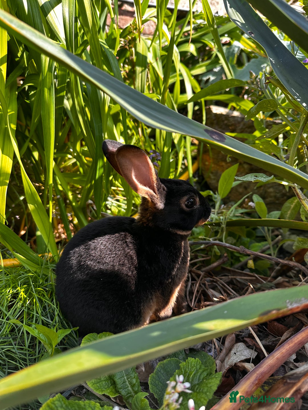 Rex rabbits for sale: Black and Tan Mini Rex  - Image 12