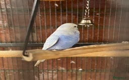 Budgerigars birds for sale: Budgie - Image 2