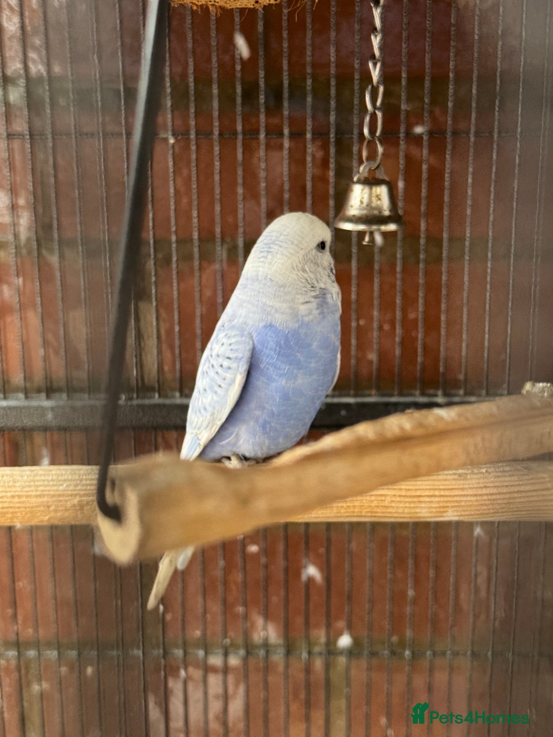 Budgerigars birds for sale: Budgie - Image 2