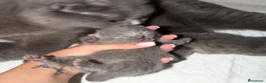 Scottish Fold Kitten 1
