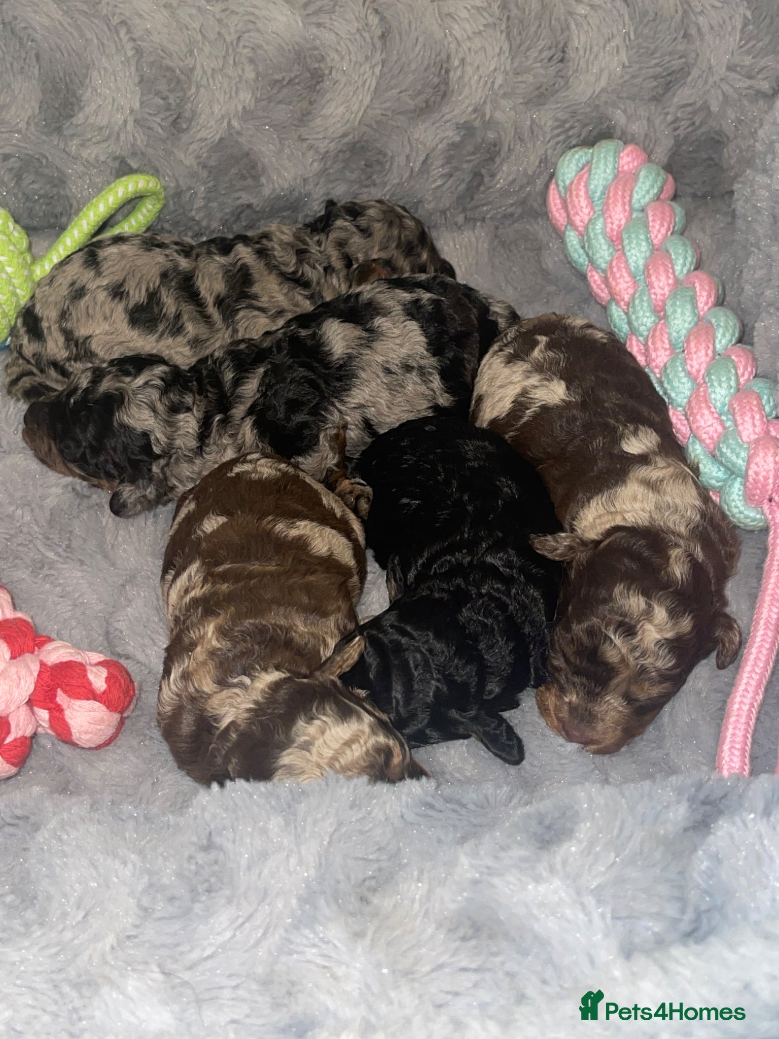 Cockapoo dogs Cockapoo puppies  - Advert 1