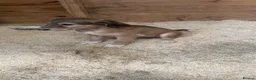 Lurcher dogs for sale: 2 lurcher pups ready to leave  - Advert 2