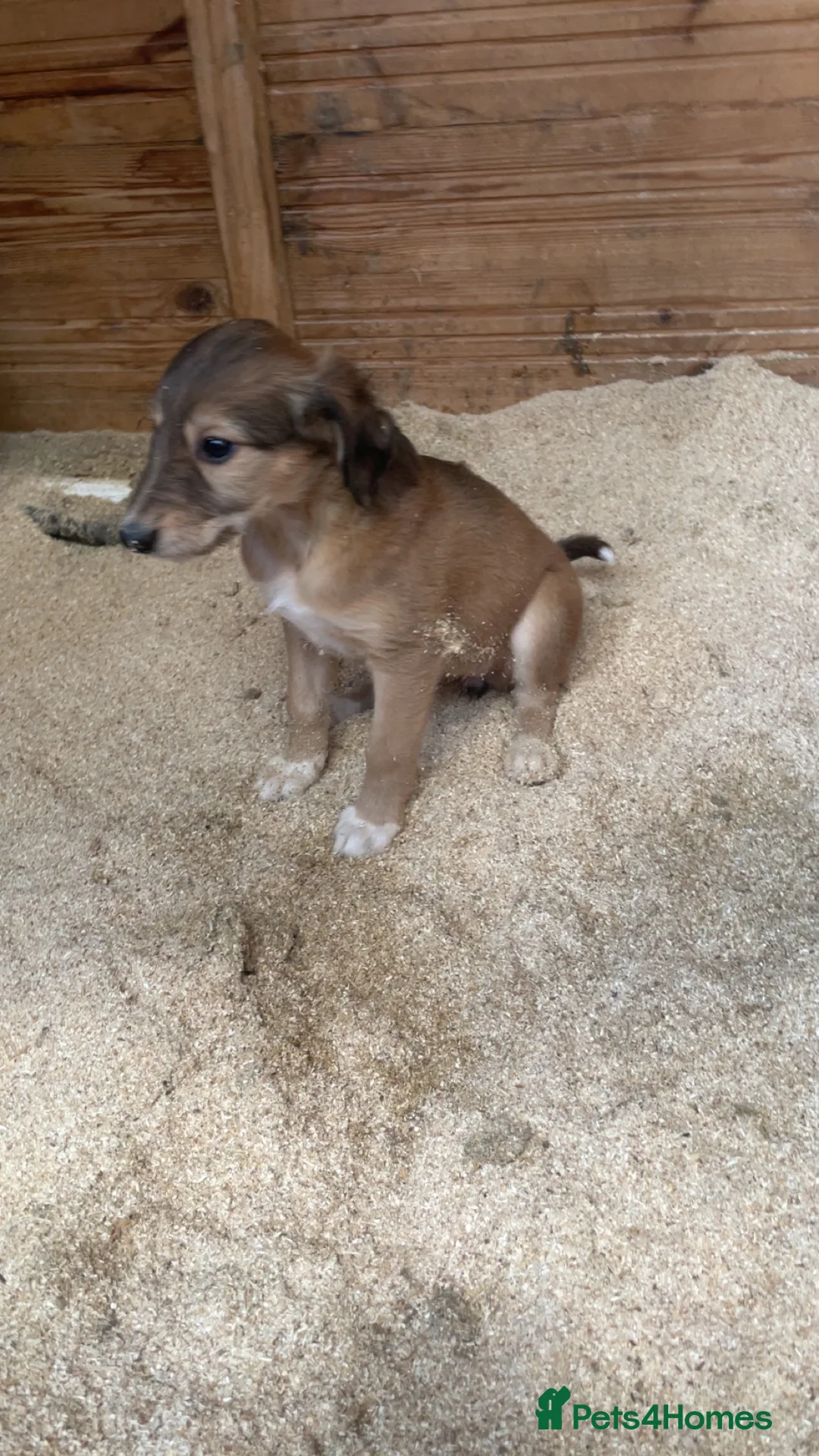 Lurcher dogs for sale: 2 lurcher pups ready to leave  - Advert 2