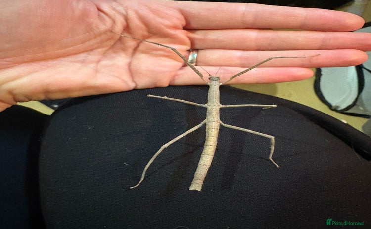 Stick Insects invertebrates for sale - Advert 1