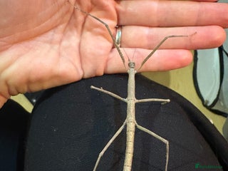 Stick Insects invertebrates - Advert 22