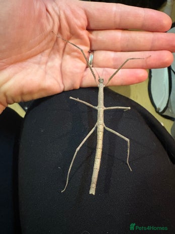Stick Insects invertebrates - Advert 4
