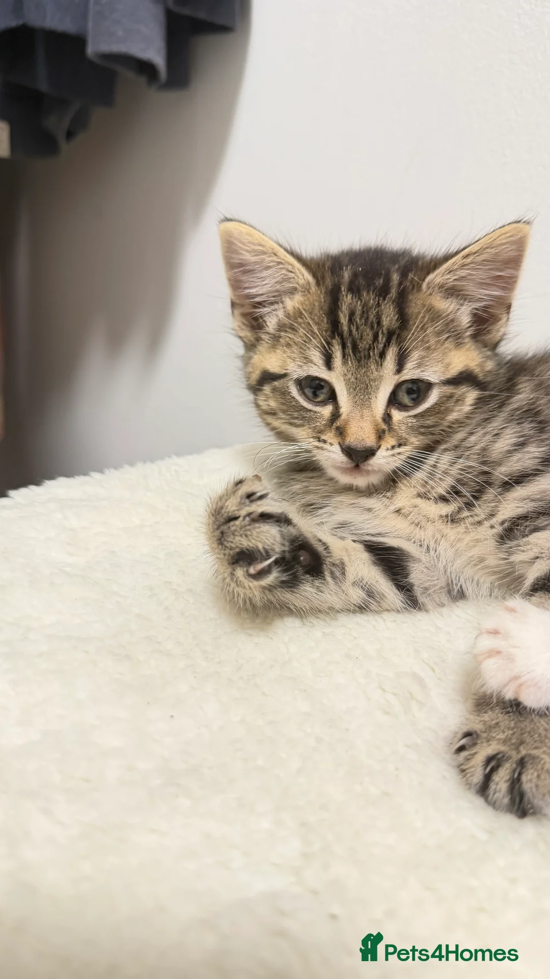 Mixed Breed cats for sale: Scottish fold x bsh  - Advert 2
