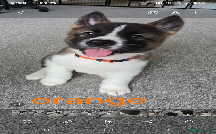 Akita dogs - Advert 2