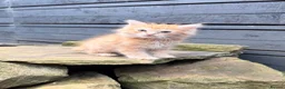 Ragdoll cats for sale: Cherubim Ragdoll - Advert 12