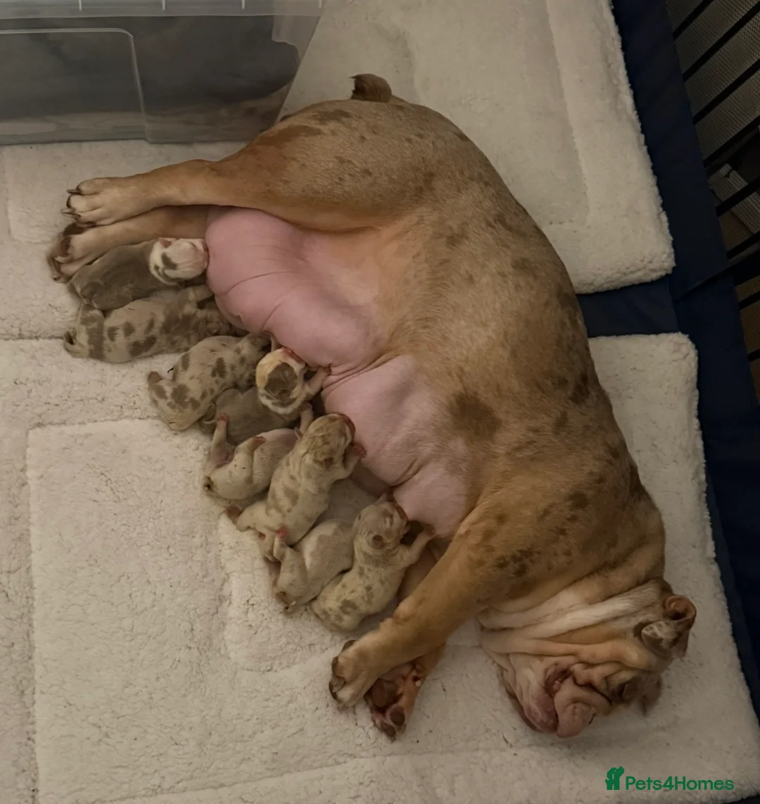 English Bulldog dogs for sale: English Bulldog puppies - Advert 11